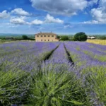 lavender hero 150x150