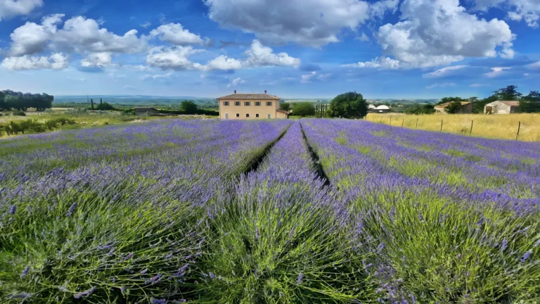 lavender hero 768x432